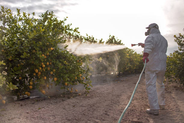 Best Flea Control Services  in Sam Rayburn, TX