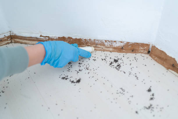 Best Termite Control Services  in Sam Rayburn, TX